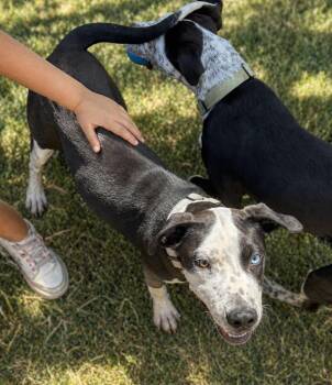 Catahoula Leopard Dog and Australian Cattle Dog Blue Heeler Dogs Available for Adoption in Houston, Texas - Laurel (Kid & Family Friendly, Playful, Blue-eyed Puppy) | PetCurious