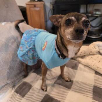Chihuahua and Mixed Breed Dogs Available for Adoption in Minnetonka, Minnesota - Bell Bell D69418 | PetCurious