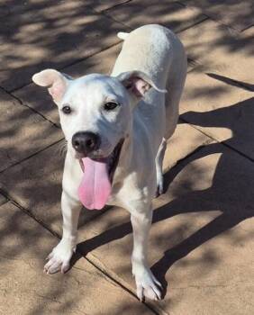 Buttons -  Terrier and Mixed Breed Dog for Adoption in Shreveport, Louisiana - Buttons | PetCurious