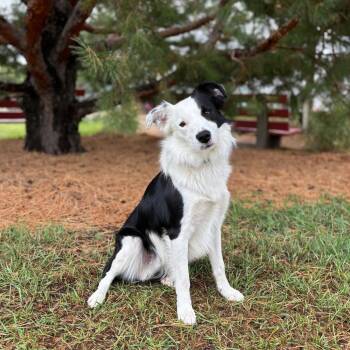 Toyota Tundra -  Border Collie Dog for Adoption in Fargo, North Dakota - Toyota Tundra | PetCurious