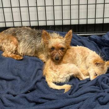 Silky -  Silky Terrier Dog for Adoption in Normal, Illinois - Silky | PetCurious