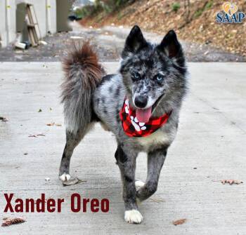 Xander Oreo -  Pomeranian and Siberian Husky Dog for Adoption in Newport, Kentucky - Xander Oreo | PetCurious