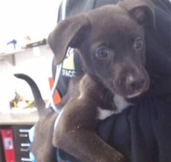 DUNKAROO -  Border Collie and Mixed Breed Dog for Adoption in San Francisco, California - DUNKAROO | PetCurious