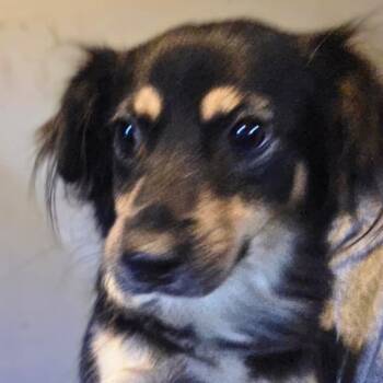 Alexis -  Chihuahua and Mixed Breed Dog for Adoption in Calverton, New York - Alexis | PetCurious