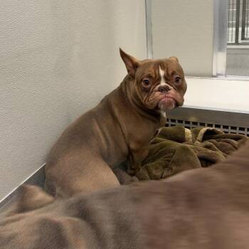 Gizmo -  Mixed Breed Dog for Adoption in Oak Brook, Illinois - Gizmo | PetCurious