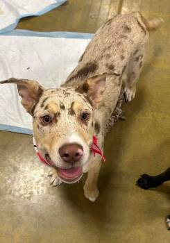 Jelly Belly -  Catahoula Leopard Dog Dog for Adoption in El Centro, California - Jelly Belly | PetCurious