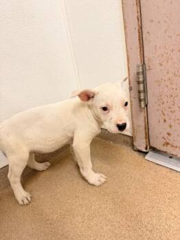 KYLIAN -  Pit Bull Terrier Dog for Adoption in Hayward, California - KYLIAN | PetCurious