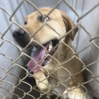 Yellow Labrador Retriever Dogs Available for Adoption in Summerville, South Carolina - Lola | PetCurious