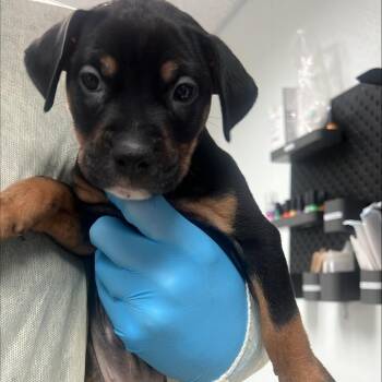 Liberty Bloom -  Doberman Pinscher and Mixed Breed Dog for Adoption in Salt Lake City, Utah - Liberty Bloom | PetCurious
