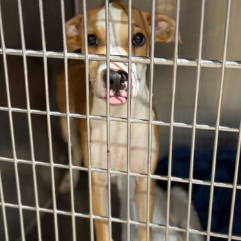 Solar -  Terrier and Mixed Breed Dog for Adoption in Fort Smith, Arkansas - Solar | PetCurious