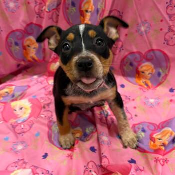 Verona -  Australian Cattle Dog Blue Heeler and Mixed Breed Dog for Adoption in Austin, Texas - Verona | PetCurious