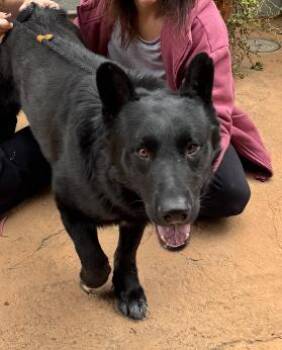 Sam -  German Shepherd Dog Dog Available for Adoption in Santa Clarita, California - Sam | PetCurious