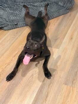 Jello -  Black Labrador Retriever and Belgian Shepherd Malinois Dog for Adoption in San Diego, California - Jello | PetCurious