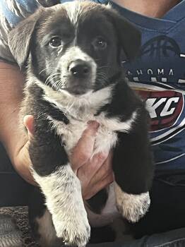 Pembroke Welsh Corgi Dogs Available for Sale in Borger, Texas - Trinket | PetCurious