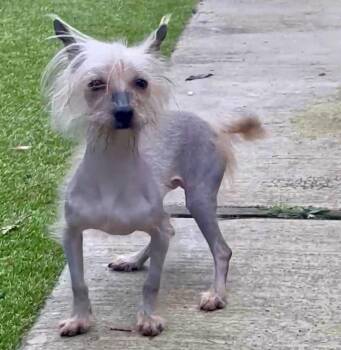 Chinese Crested Dog Dogs Available for Adoption in Eastsound, Washington - Bowie | PetCurious