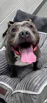 Titan -  Pit Bull Terrier Dog for Adoption in Chattanooga, Tennessee - Titan | PetCurious