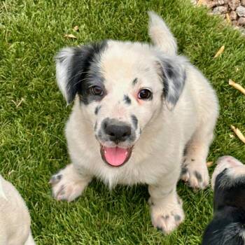 Australian Shepherd and Jack Russell Terrier Dogs Available for Adoption in Phoenix, Arizona - Russel | PetCurious
