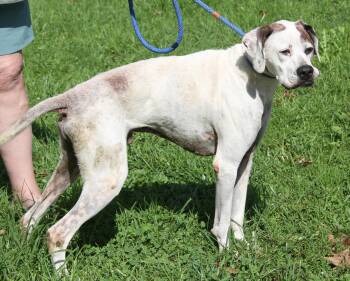 Jasper -  Boxer Dog for Adoption in Marietta, Ohio - Jasper | PetCurious