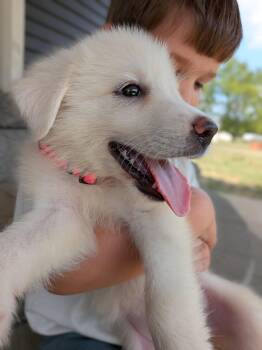Bumble "Bea" -  Great Pyrenees Dog for Adoption in Spring Hill, Tennessee - Bumble "Bea" | PetCurious