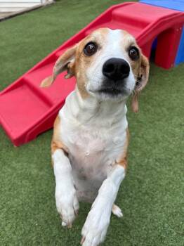 Beagle and Mixed Breed Dogs Available for Adoption in Fayetteville, Arkansas - Rosie | PetCurious