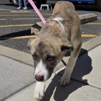 Mary Poppins -  Labrador Retriever and Mixed Breed Dog Available for Adoption in Voorhees Township, New Jersey - Mary Poppins | PetCurious