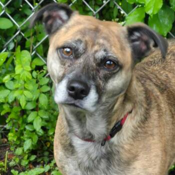 Plott Hound and Beagle Dogs Available for Adoption in Potomac, Maryland - Emma | PetCurious
