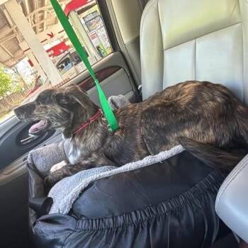 Mixed Breed Dogs Available for Adoption in Fredericksburg, Virginia - Rex | PetCurious