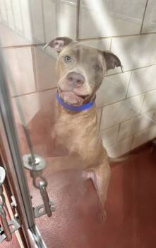 Rescue Pit Bull Terrier Dogs for Adoption in Marietta, Georgia - Ghost (832) | PetCurious