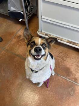 Rescue Australian Cattle Dog Blue Heeler Dogs for Adoption in Bolivar, Missouri - Mickey | PetCurious