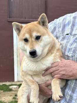 Rescue Shiba Inu Dogs for Adoption in Chester Springs, Pennsylvania - Hester | PetCurious