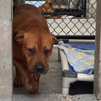 American Bulldog and Terrier Dogs Available for Adoption in Clearwater, Florida - Bruno | PetCurious