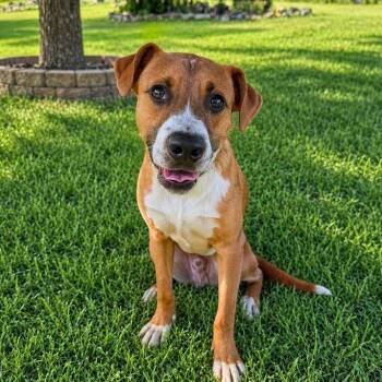 Silas -  Black Mouth Cur Dog for Adoption in Springfield, Missouri - Silas | PetCurious