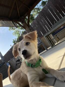 Rosetta (Fairies litter) -  Labrador Retriever Dog for Adoption in San Diego, California - Rosetta (Fairies Litter) | PetCurious