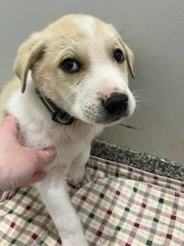 Great Pyrenees Dogs Available for Adoption - Alto (Yellow) | PetCurious