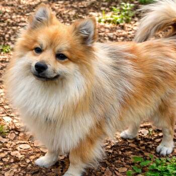 Pomeranian Dogs Available for Adoption in Boerne, Texas - Cheddar | PetCurious