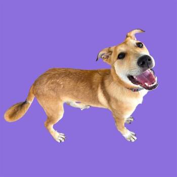 Bingo - URGENT -  Shepherd Dog for Adoption in Thousand Oaks, California - Bingo - URGENT | PetCurious
