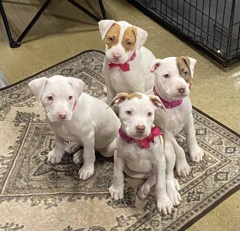 American Bully and Mixed Breed Dogs Available for Adoption - Frozen Girls  | PetCurious