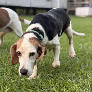Betty Bagel -  Beagle Dog for Adoption in Abbotsford, British Columbia - Betty Bagel | PetCurious