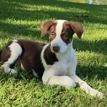 Ginger -  Mixed Breed Dog for Adoption in Cleveland, Texas - Ginger | PetCurious