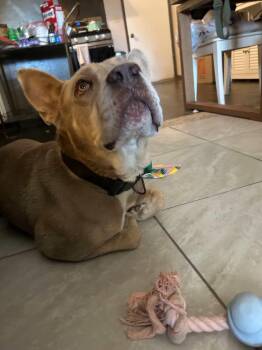 Rescue Pit Bull Terrier and Cattle Dog Dogs for Adoption in Cool, California - Dave | PetCurious