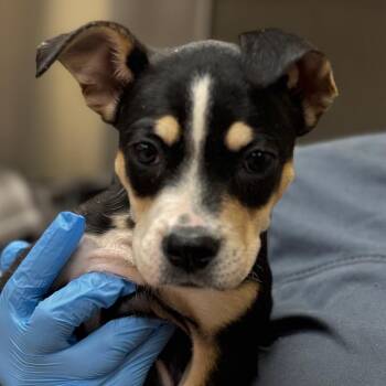 Edna -  Terrier and Pug Dog for Adoption in Birmingham, Alabama - Edna | PetCurious