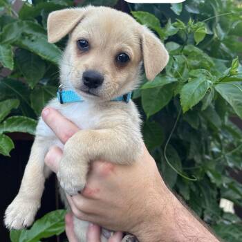 Peter -  Terrier and Poodle Dog for Adoption in San Diego, California - Peter | PetCurious