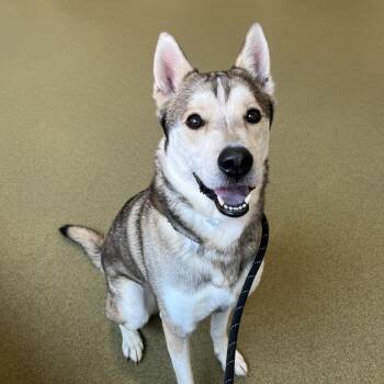 Thor -  Husky and German Shepherd Dog Dog for Adoption in Chicago, Illinois - Thor | PetCurious