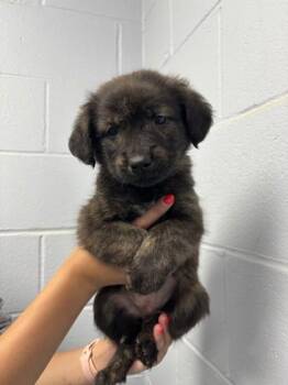 Centipede -  Mixed Breed Dog for Adoption in Lafayette, Indiana - Centipede | PetCurious