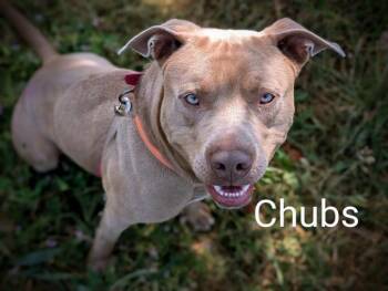 Rescue Pit Bull Terrier Dogs for Adoption in Mckinleyville, California - CHUBS | PetCurious
