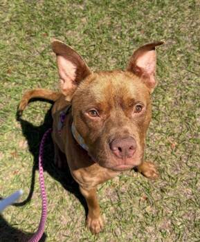 Terrier Dogs Available for Adoption - King Grover | PetCurious