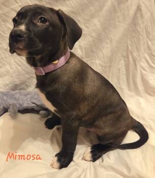 Rescue Mixed Breed Dogs for Adoption in Taycheedah, Wisconsin - Mimosa | PetCurious