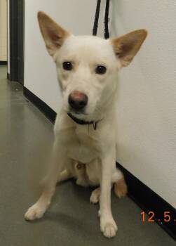 Shepherd Dogs Available for Adoption - 154 Blue | PetCurious