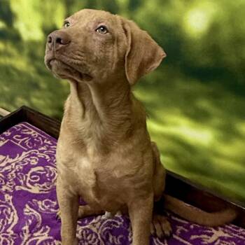 Noah -  Mixed Breed Dog for Adoption in Auburn, New Hampshire - Noah | PetCurious
