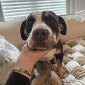 Reece Cup -  American Staffordshire Terrier Dog for Adoption in Cornelius, North Carolina - Reece Cup | PetCurious
